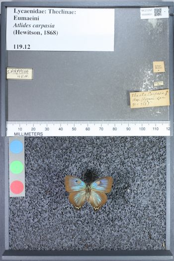 Media type: image;   Entomology 69051